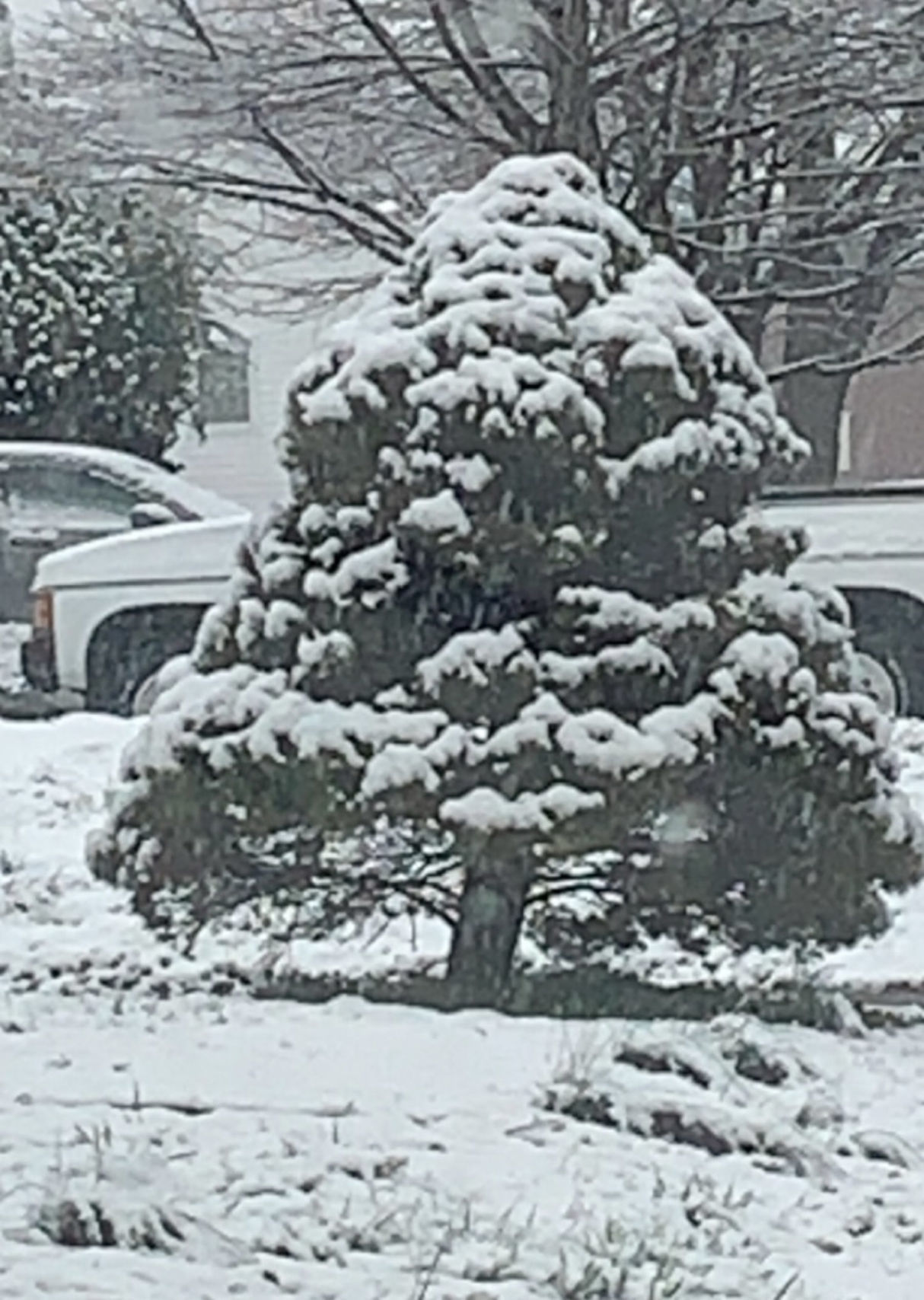 Snow covered tree